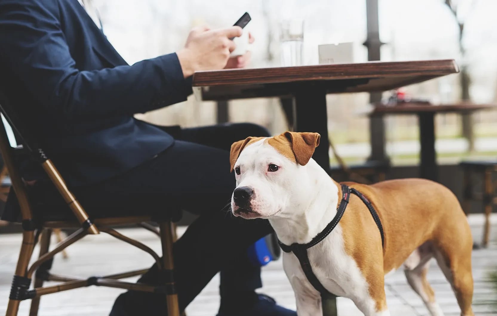 Establecimientos pet friendly
